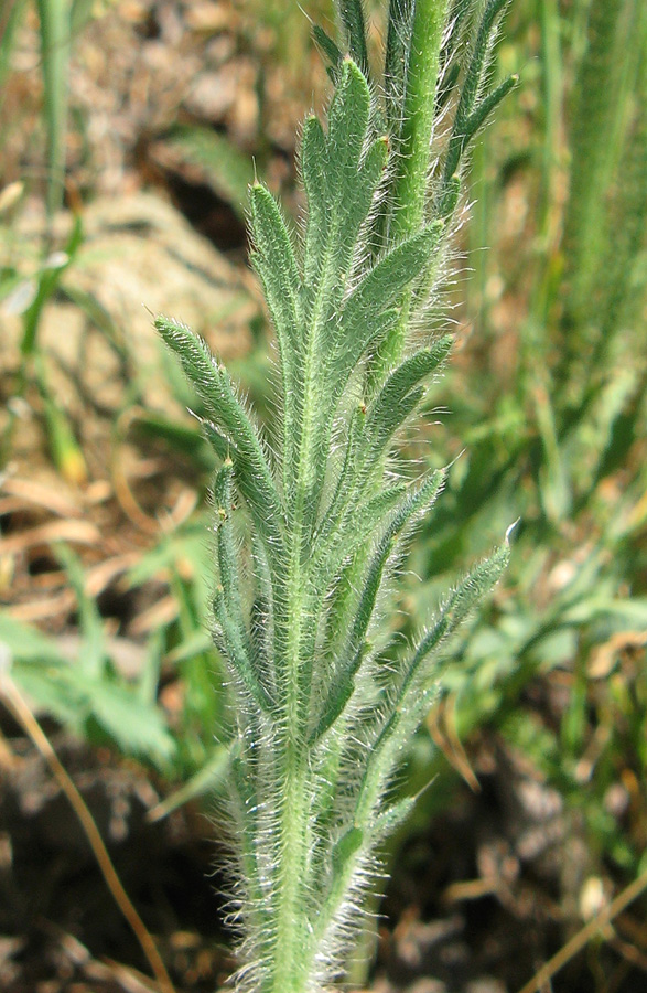 Image of Papaver albiflorum specimen.