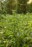 Sisymbrium officinale. Цветущее и плодоносящее растение в парке. Новосибирск. 25.09.2009.