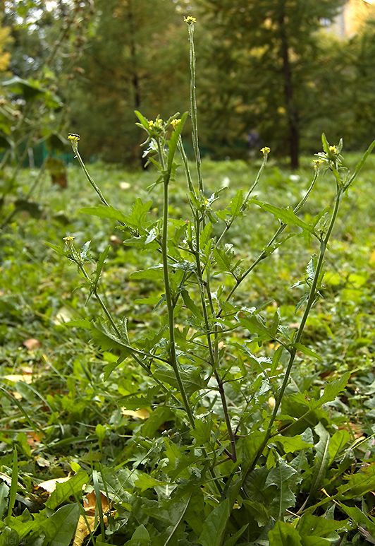 Image of Sisymbrium officinale specimen.