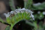 Heliotropium erosum