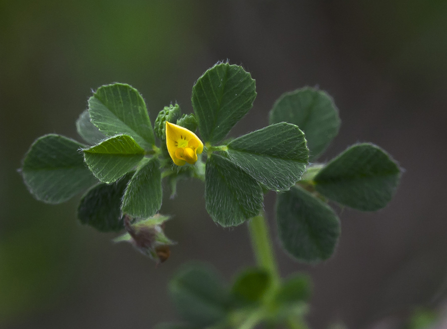 Изображение особи Medicago rigidula.