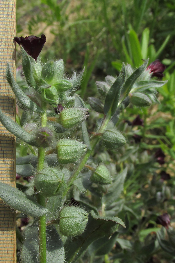 Image of Nonea rossica specimen.