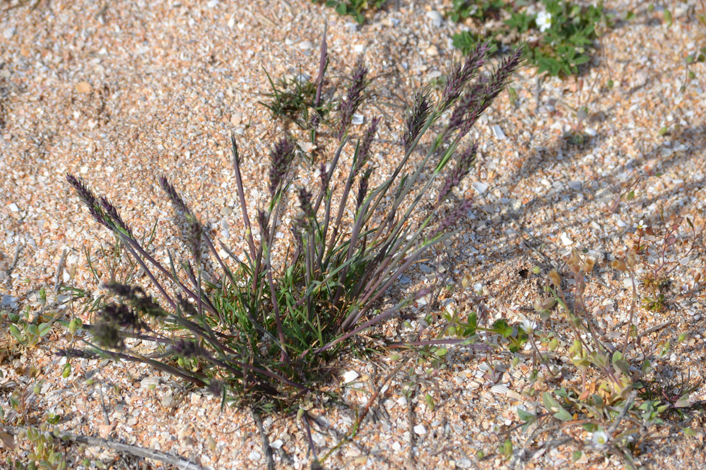 Image of Poa bulbosa ssp. vivipara specimen.