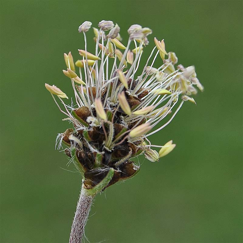 Image of Plantago atrata specimen.