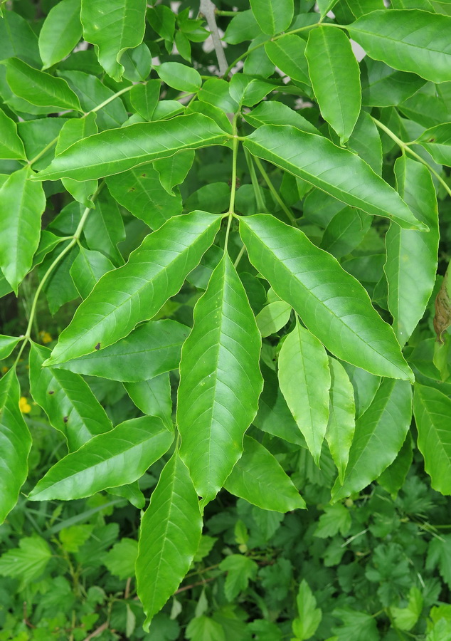 Image of Fraxinus pennsylvanica specimen.