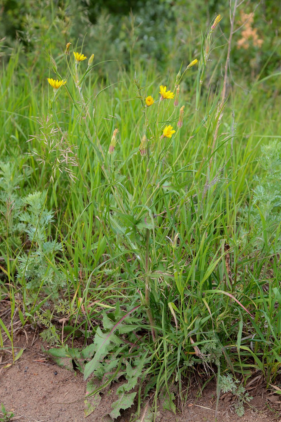 Изображение особи Tragopogon orientalis.