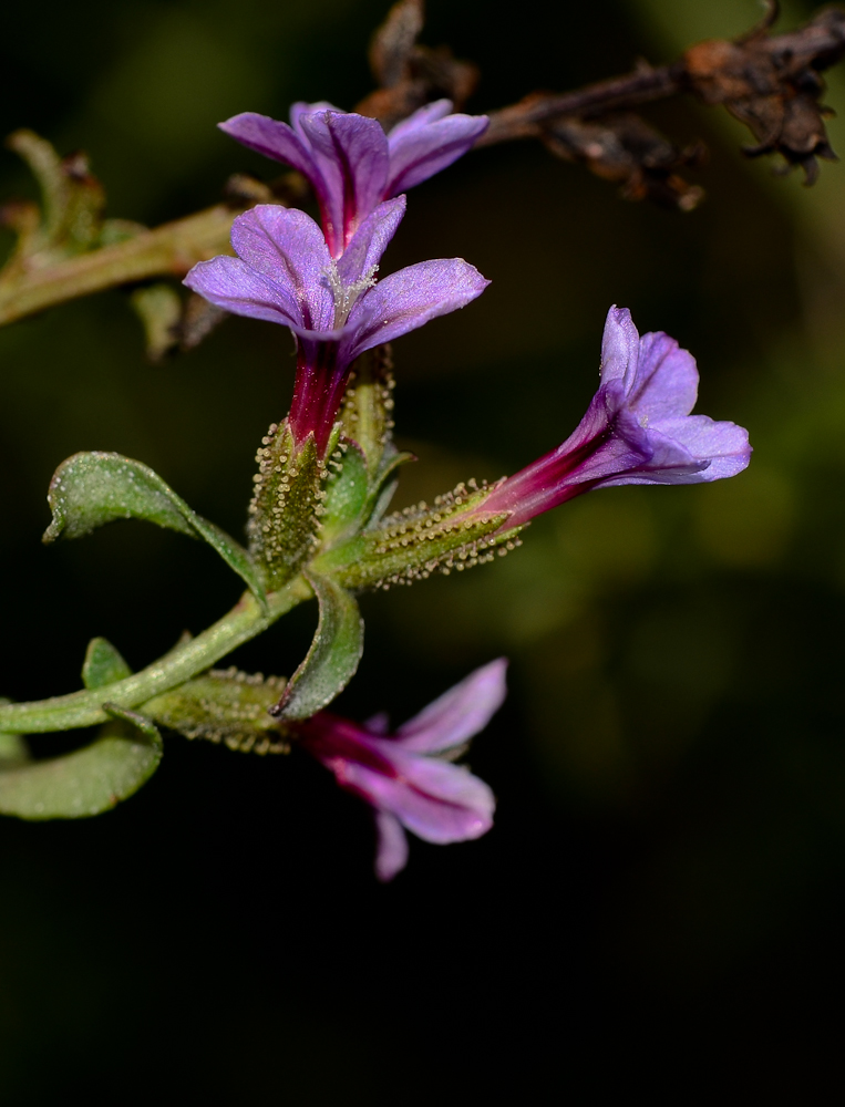 Image of Plumbago europaea specimen.