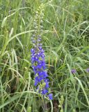 Delphinium retropilosum