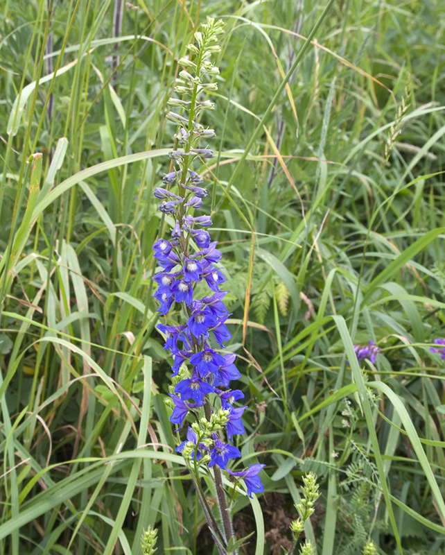 Изображение особи Delphinium retropilosum.