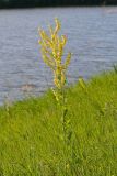 Verbascum lychnitis