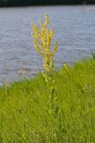 Verbascum lychnitis