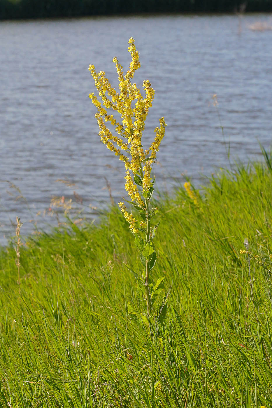 Изображение особи Verbascum lychnitis.