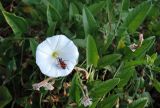 Convolvulus arvensis. Цветок с кормящимся \"солдатиком\". Московская обл., ж.-д. станция Люберцы-2, промзона, рудеральное местообитание. 01.07.2016.