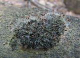 Grimmia pulvinata. Спороносящее растение на камне. Краснодарский край, Абинский р-н, окр. пос. Новый, ок. 300 м н.у.м., дубово-сосновый лес. 06.07.2016.