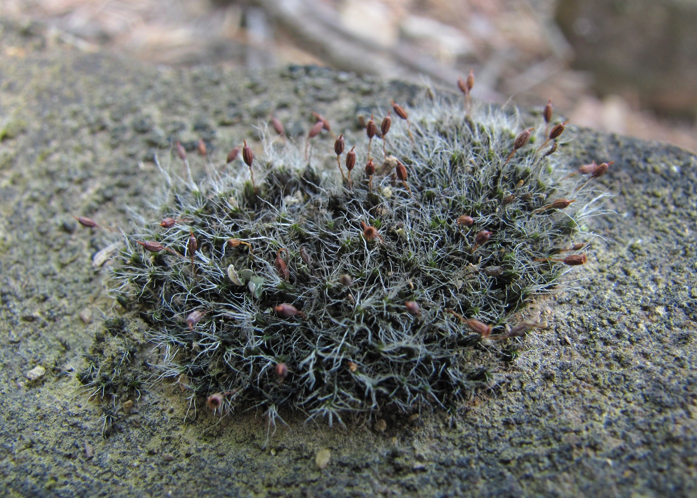 Image of Grimmia pulvinata specimen.