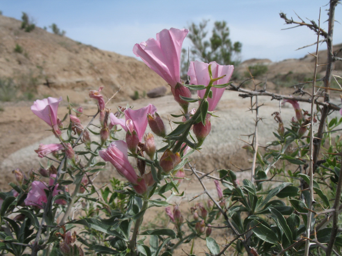 Изображение особи Convolvulus fruticosus.