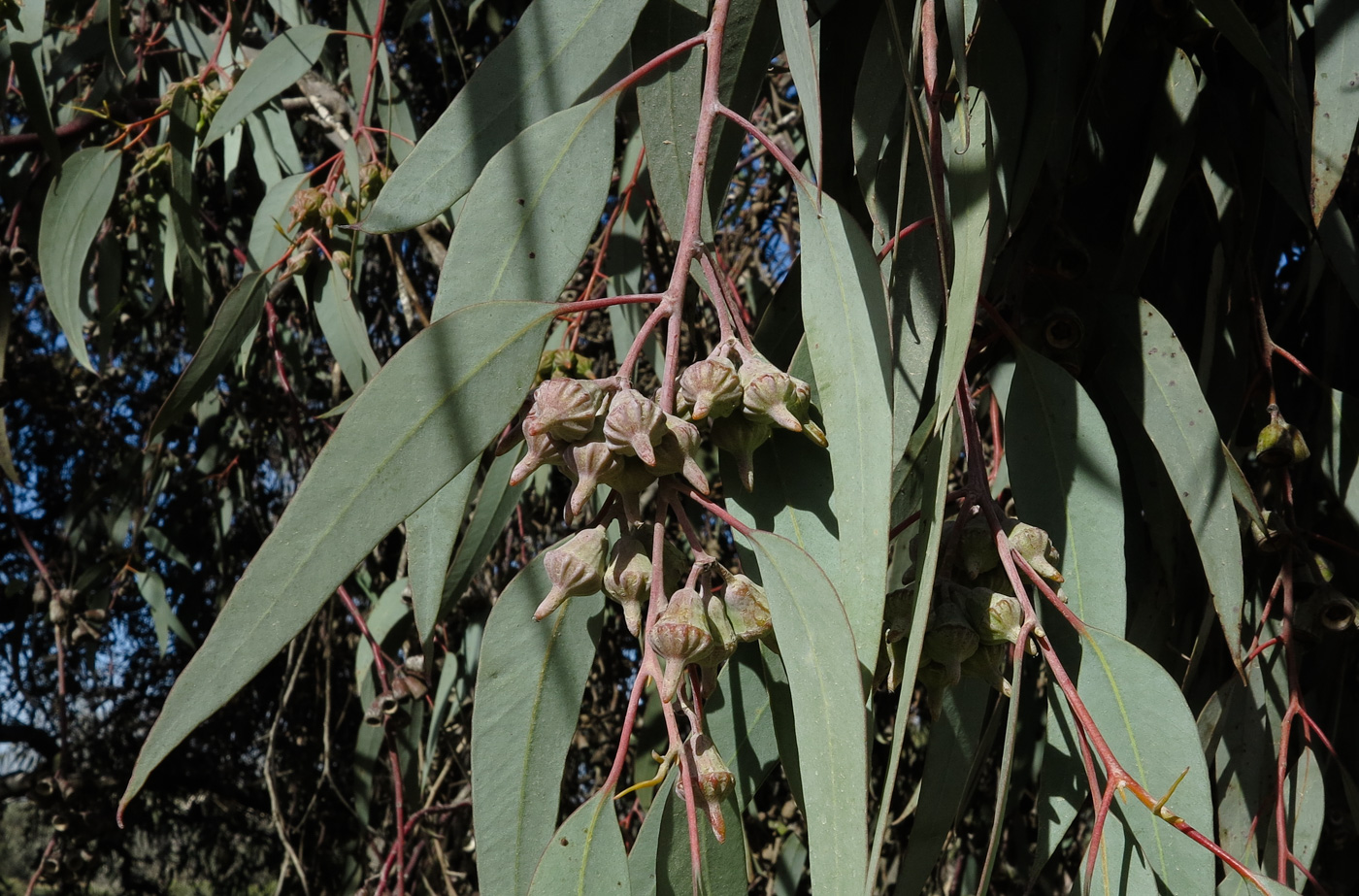 Изображение особи род Eucalyptus.