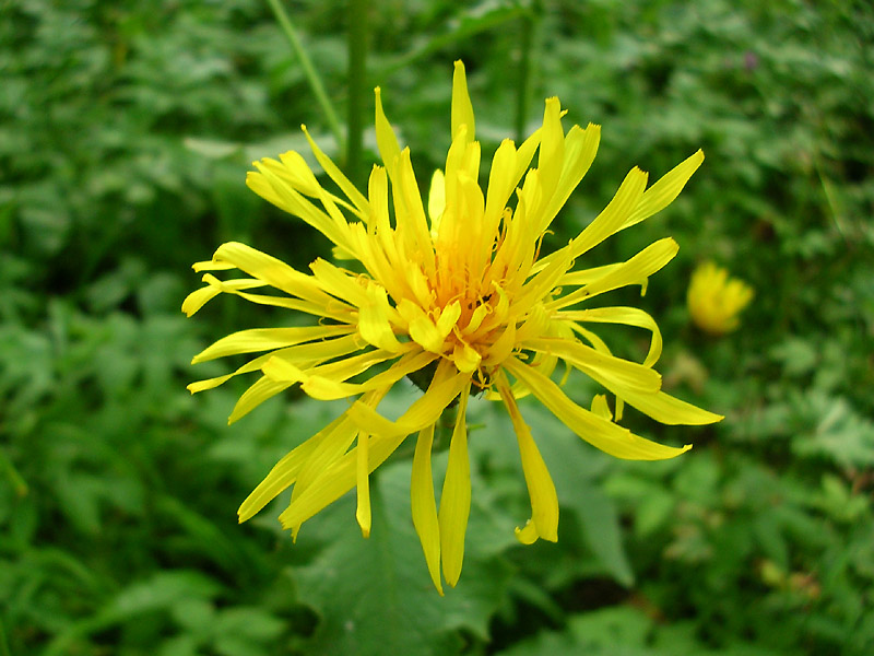 Изображение особи Crepis sibirica.