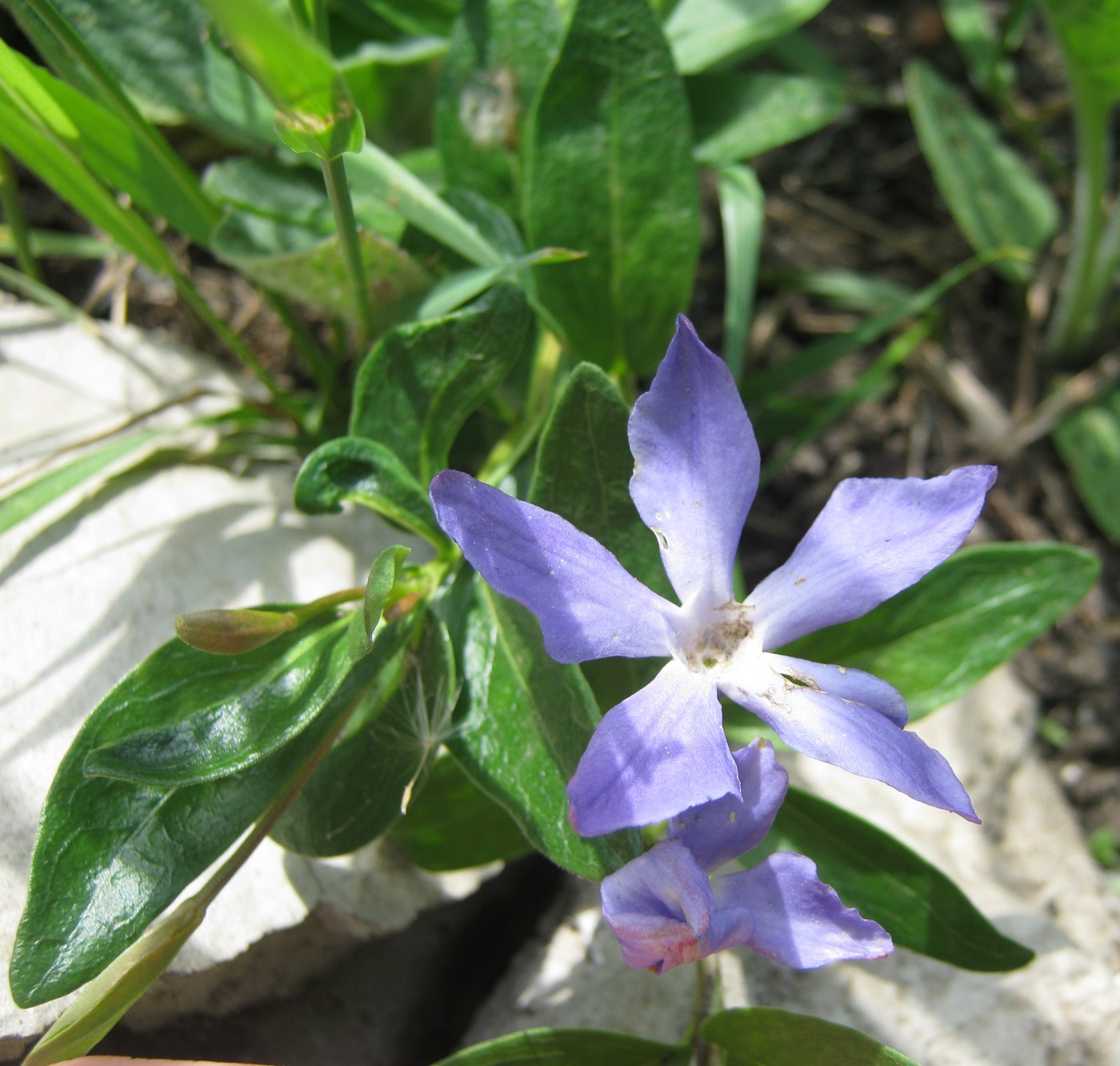 Изображение особи Vinca herbacea.