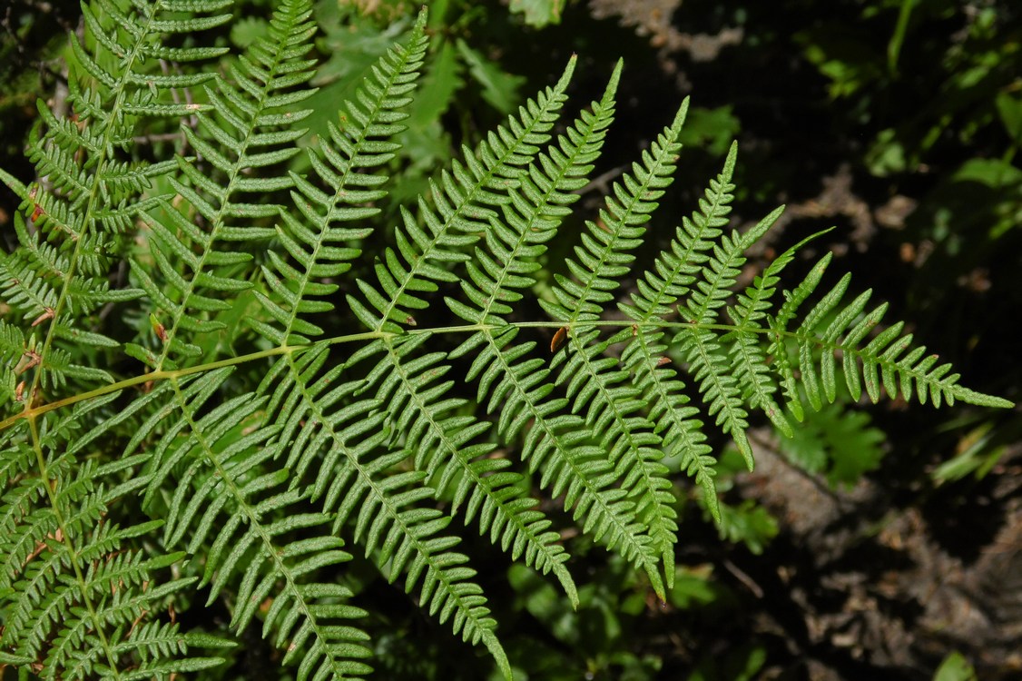 Изображение особи Pteridium aquilinum.