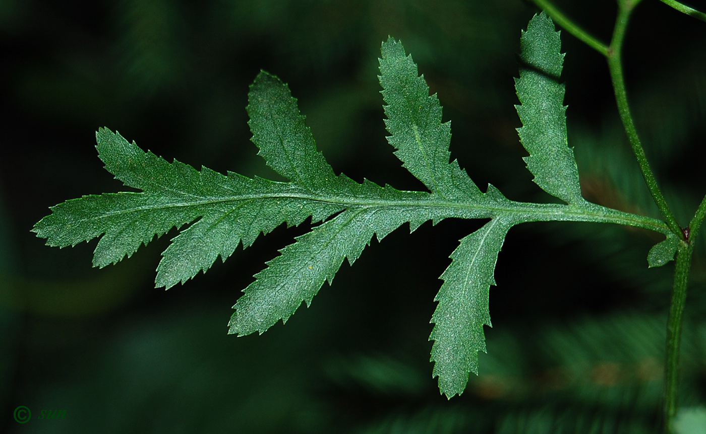 Image of Tanacetum vulgare specimen.