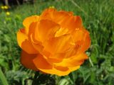 Trollius altaicus