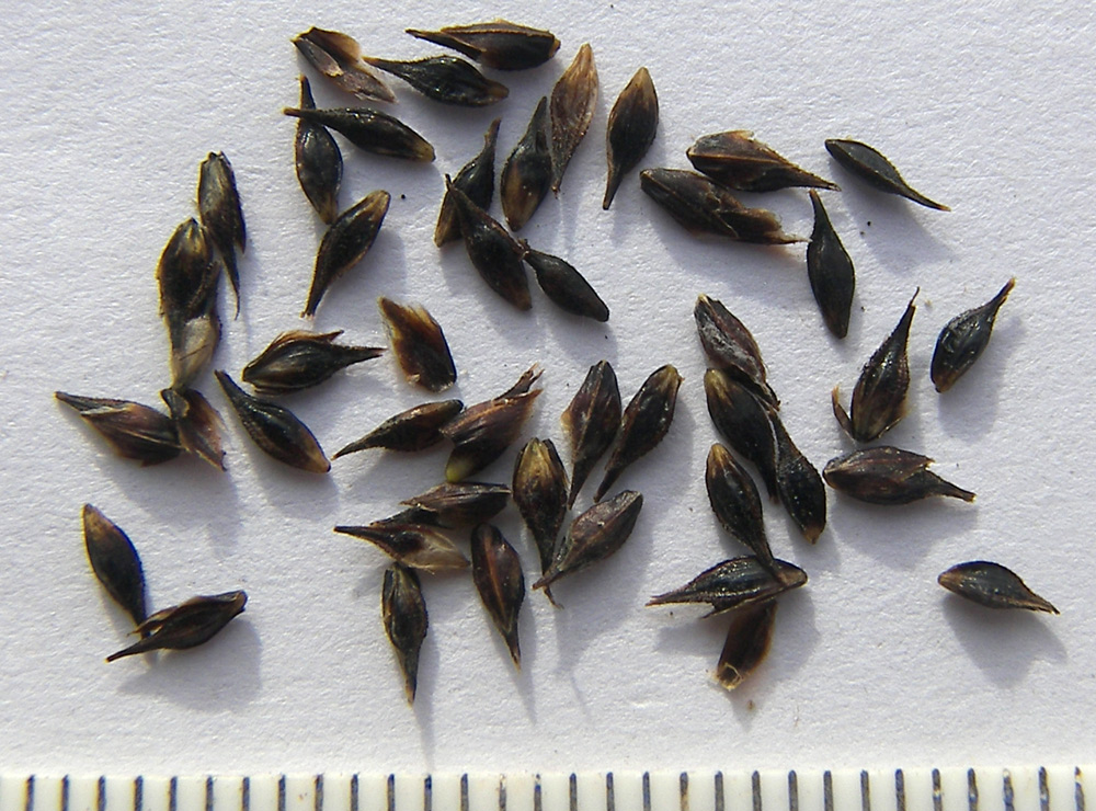 Изображение особи Carex tristis.