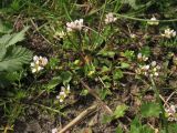 Cochlearia danica