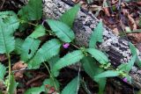 Pedicularis resupinata. Верхушка цветущего растения. Владивосток, о. Русский, лес. 10.09.2016.
