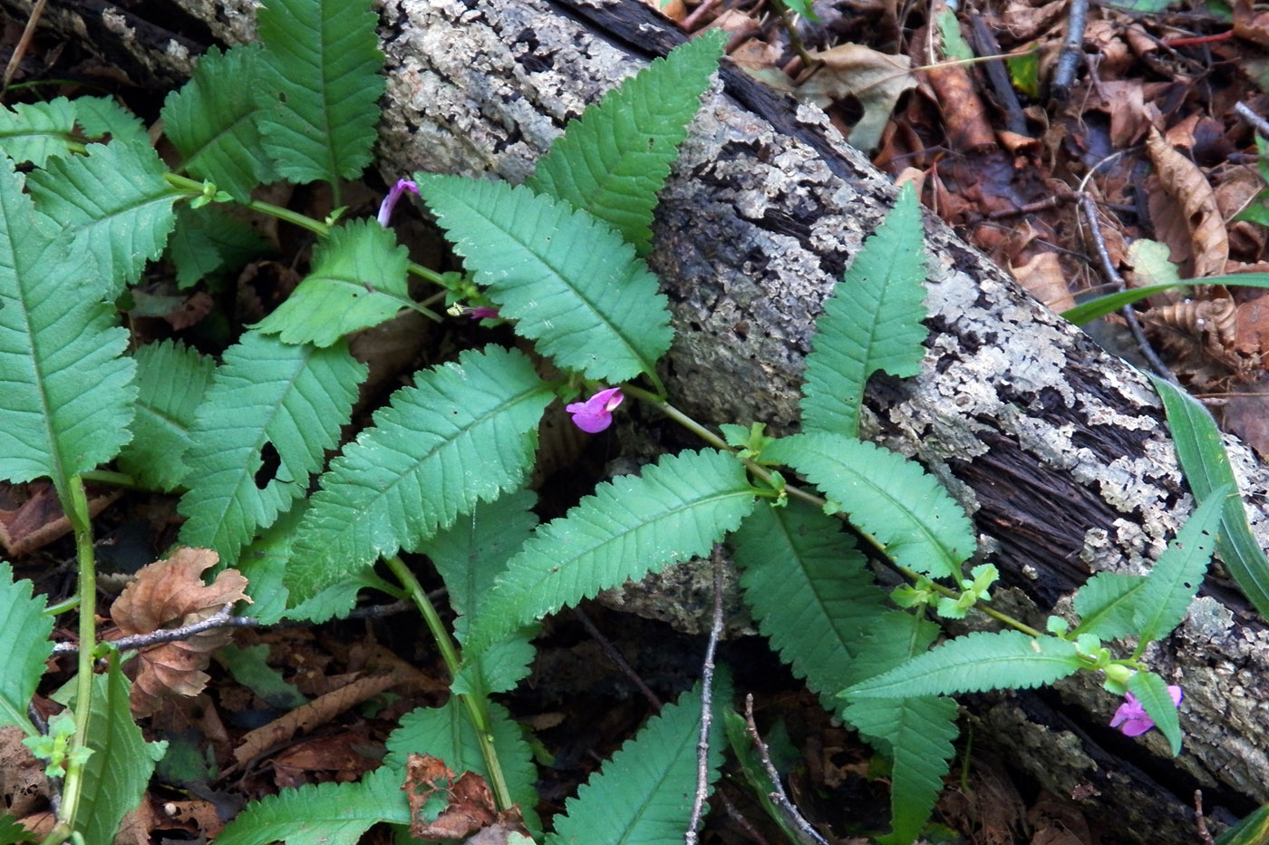 Изображение особи Pedicularis resupinata.