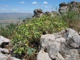 Euphorbia humilis