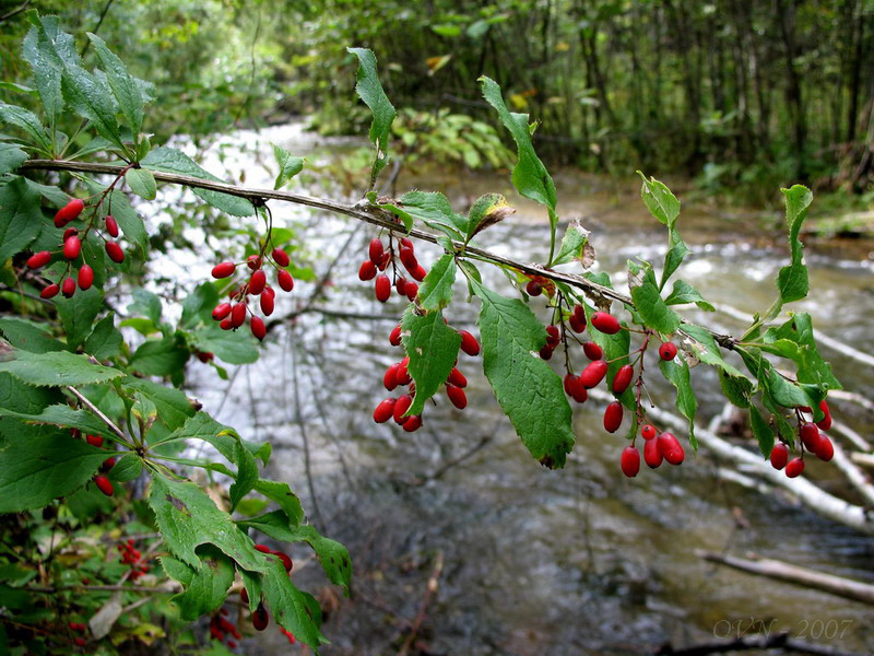 Изображение особи Berberis amurensis.