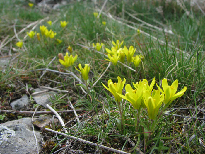 Image of Gagea bohemica specimen.