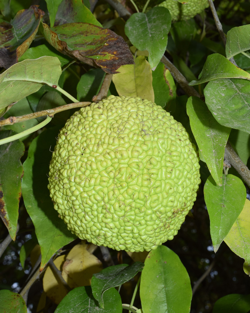 Изображение особи Maclura pomifera.