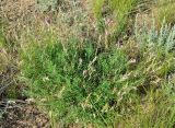 Astragalus kustanaicus