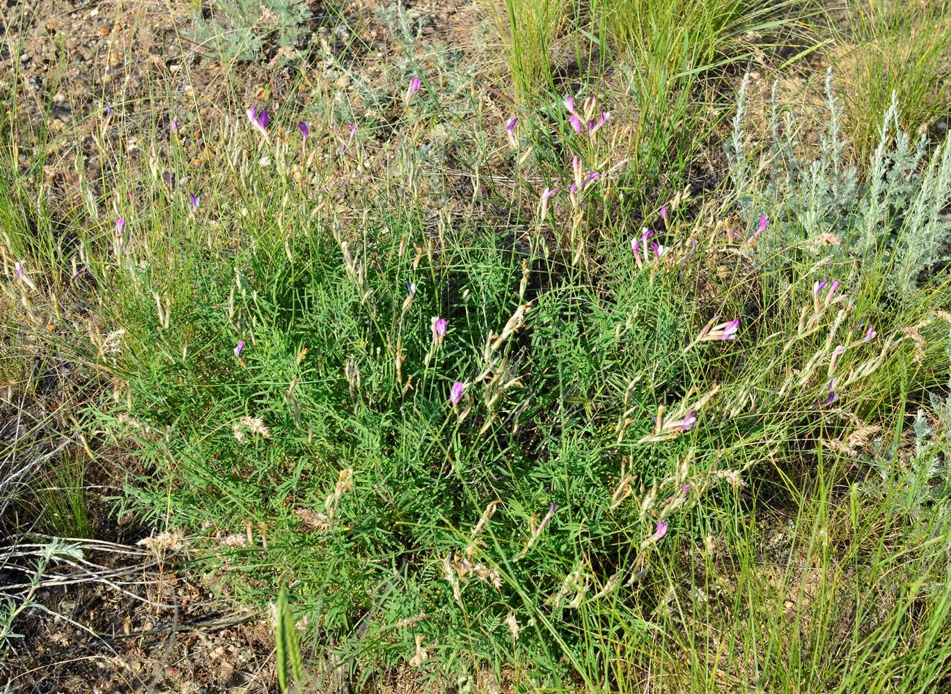 Изображение особи Astragalus kustanaicus.