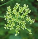 Heracleum sibiricum. Соцветие. Узбекистан, г. Ташкент, Ботанический сад им. Ф.Н. Русанова. 11.09.2016.