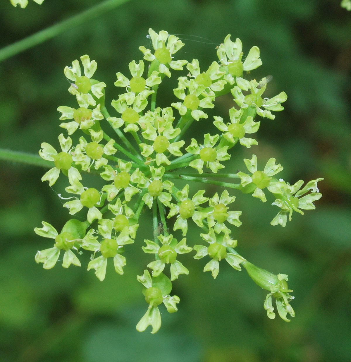 Изображение особи Heracleum sibiricum.