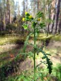 Senecio sylvaticus. Верхушка расцветающего растения. Литва, лeвый берег Немана на границе с Белоруссией, лес Бугеда. 30.09.2016.