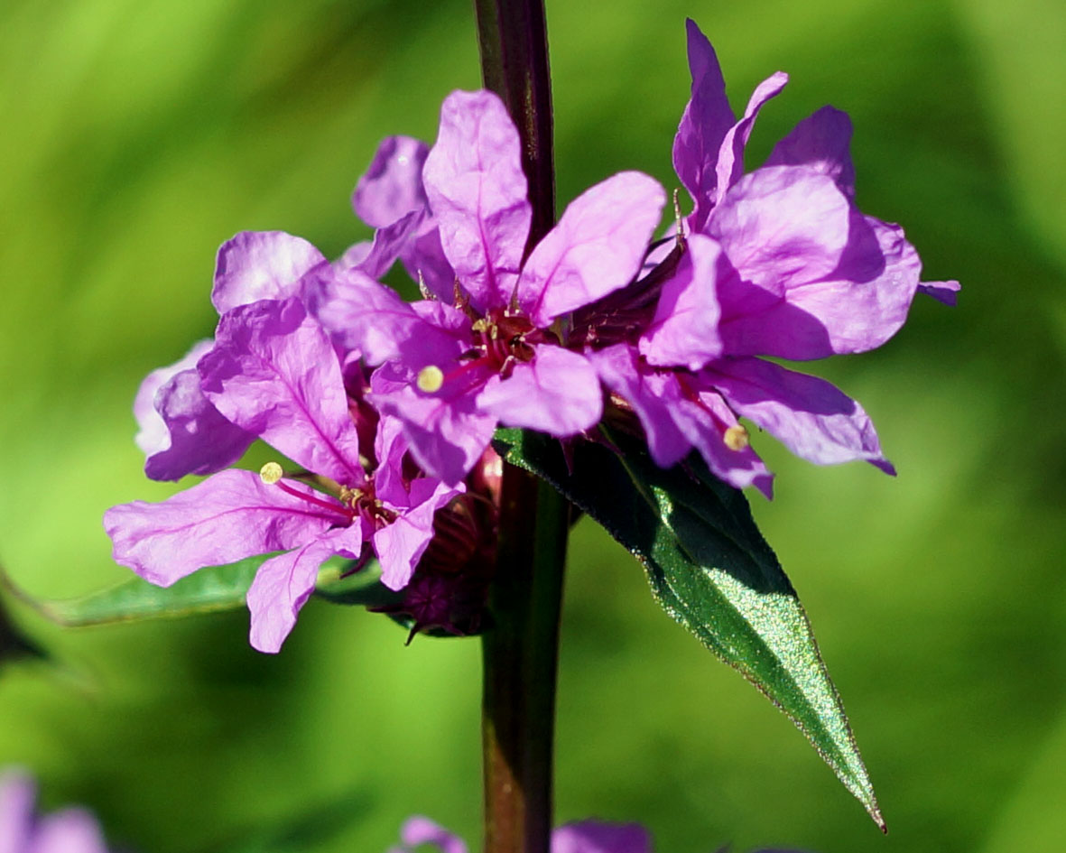 Изображение особи Lythrum salicaria.