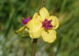 Verbascum marschallianum. Часть побега с цветками. Украина, Запорожский р-н, Дурная балка, разнотравная степь. 07.06.2016.