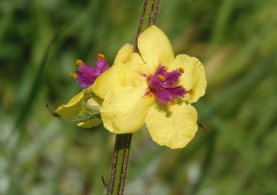 Изображение особи Verbascum marschallianum.