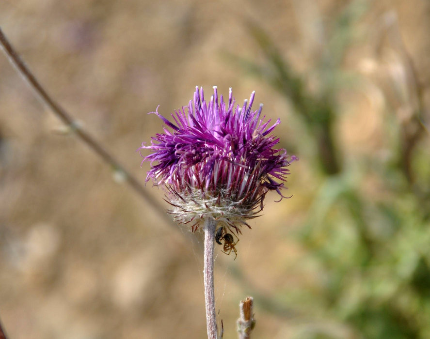 Image of Jurinea roegneri specimen.