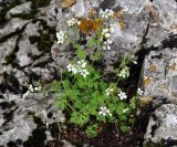 Saxifraga irrigua. Цветущее растение. Крым, гора Чатырдаг (нижнее плато), каменистый склон у входа в пещеру Холодная. 05.06.2016.