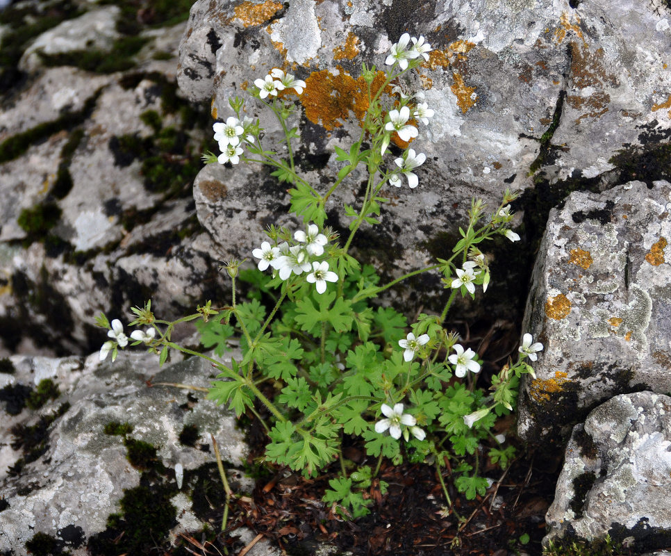 Изображение особи Saxifraga irrigua.