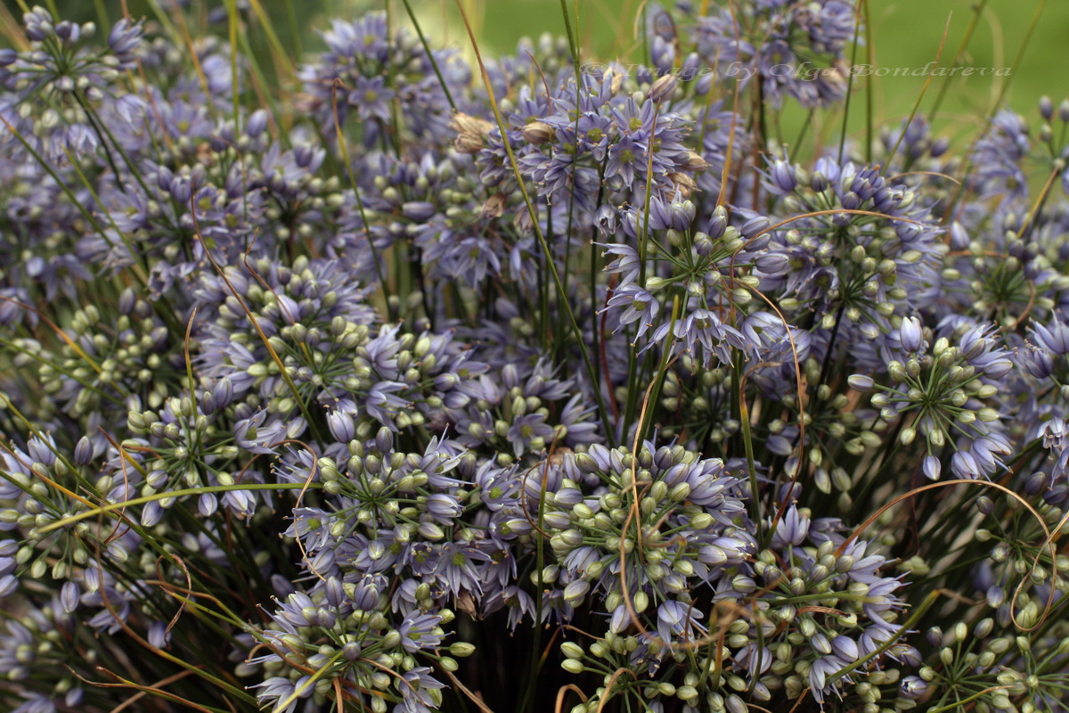 Изображение особи Allium cyaneum.