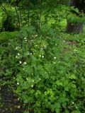 Potentilla rupestris