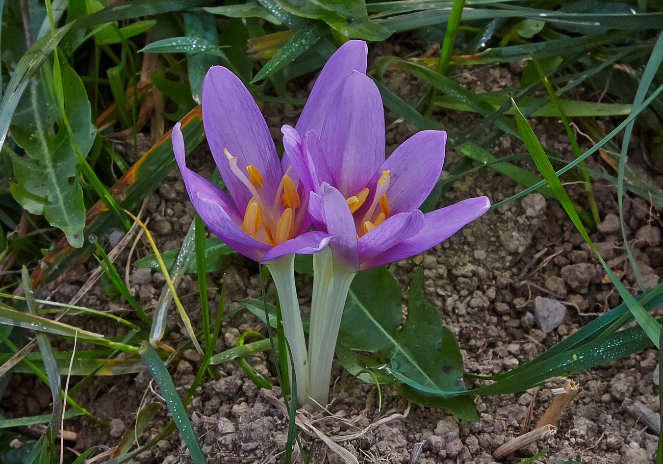 Image of Colchicum autumnale specimen.