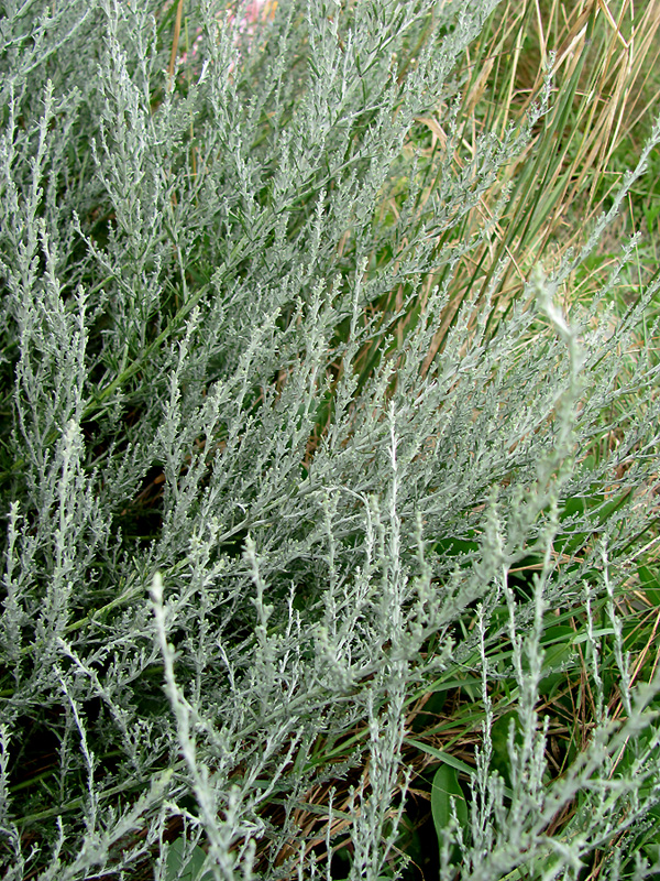 Image of Artemisia taurica specimen.