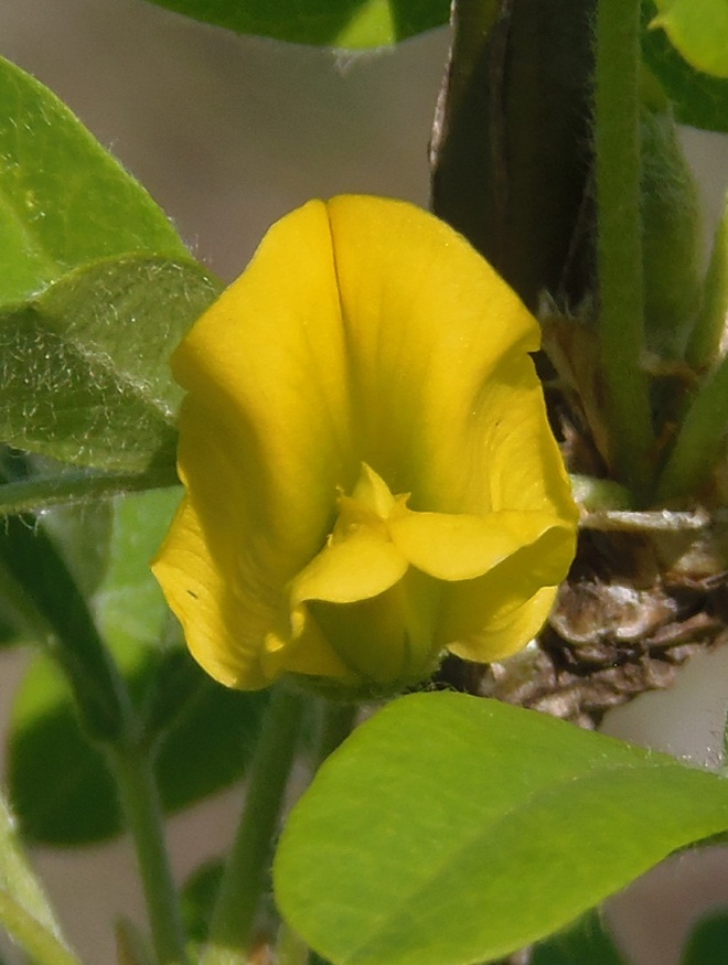 Image of Caragana arborescens specimen.